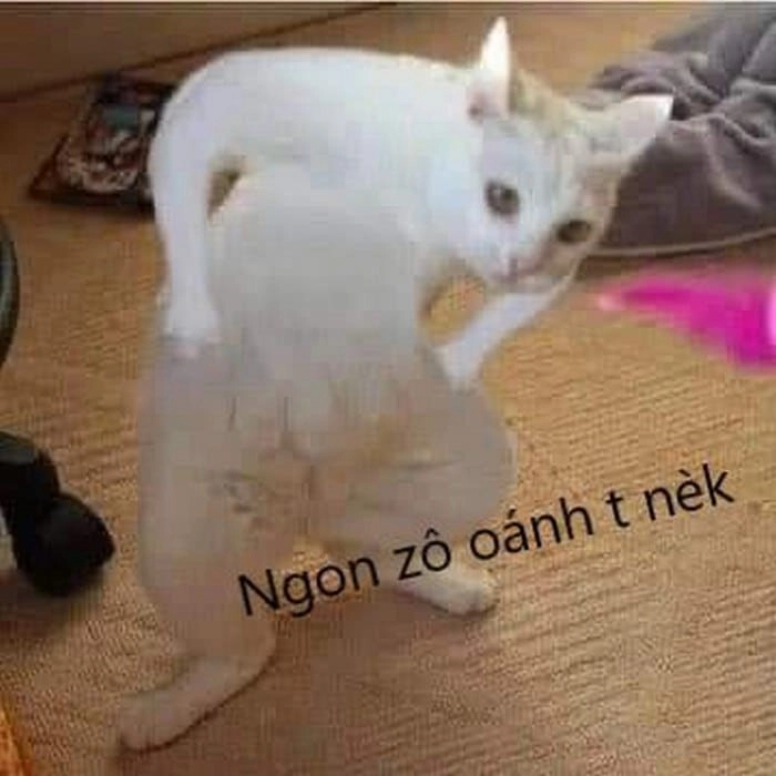 Ảnh meme mèo đánh nhau