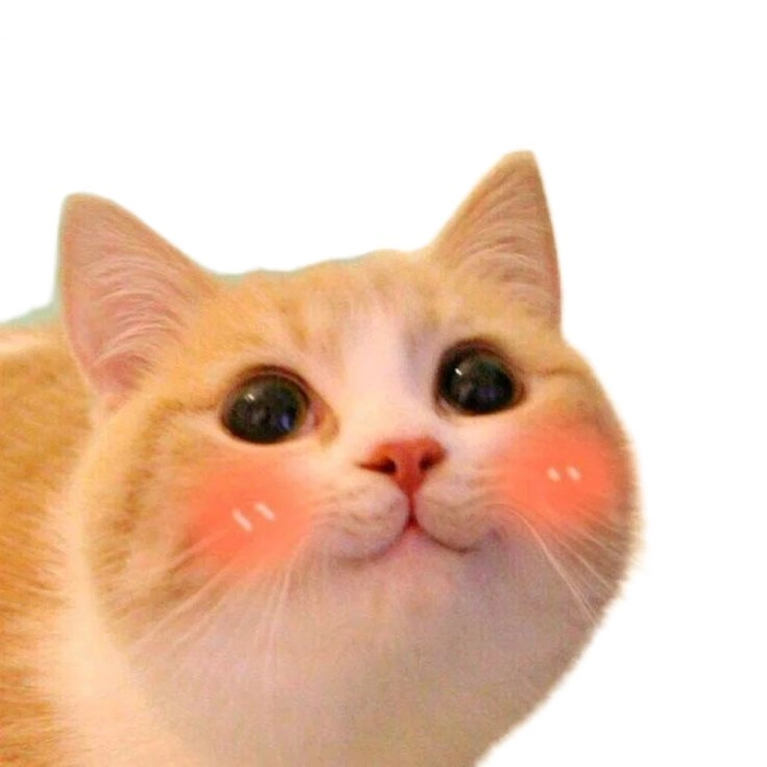 Ảnh meme mèo đỏ mặt