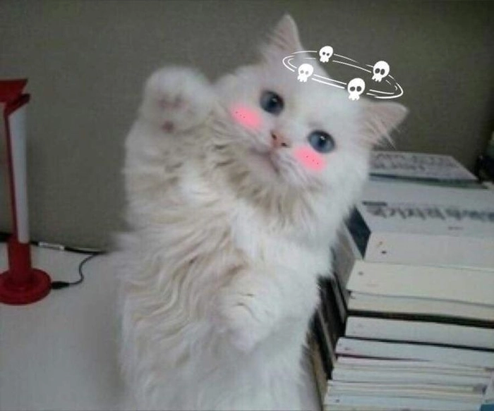 Ảnh meme mèo hài cực vui