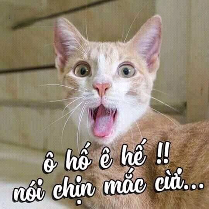 Ảnh meme mèo hài đáng yêu