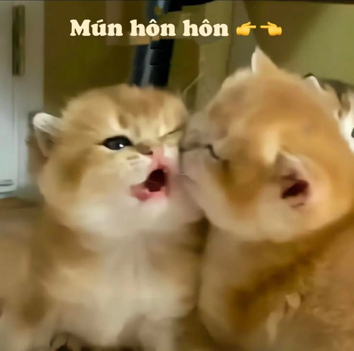 Ảnh meme mèo hôn cute