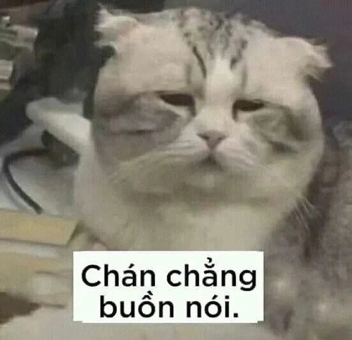 Ảnh meme mèo khinh bỉ