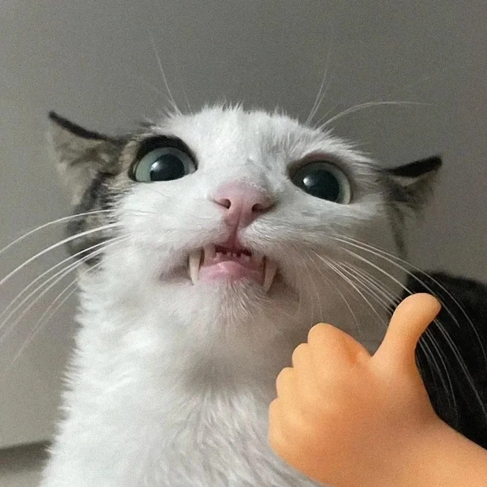 Ảnh meme mèo like biểu cảm cute