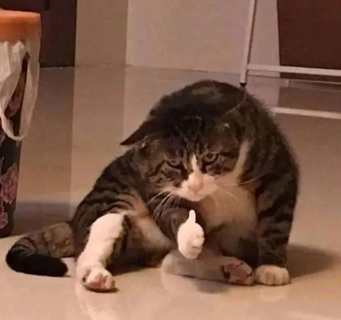 Ảnh meme mèo like cực chất