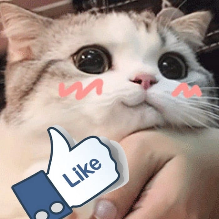 Ảnh meme mèo like phiên bản lầy