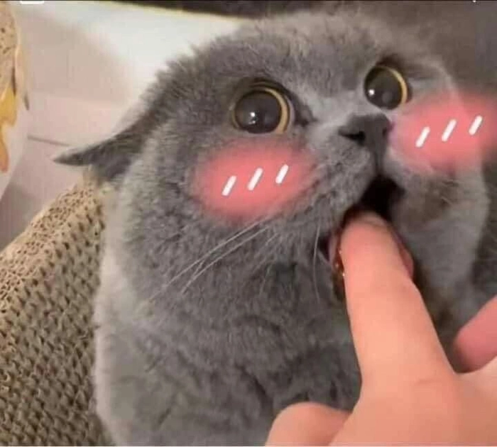 Ảnh meme mèo ngại ngùng