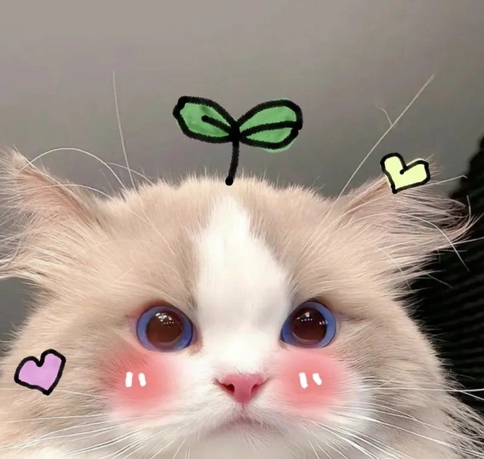 Ảnh meme mèo ngại