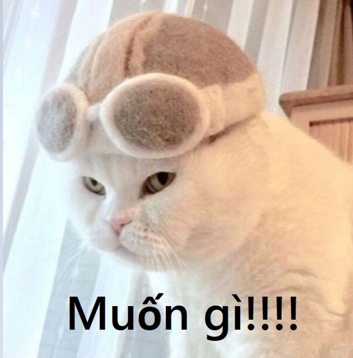 Ảnh meme mèo nhếch mép biểu cảm hài