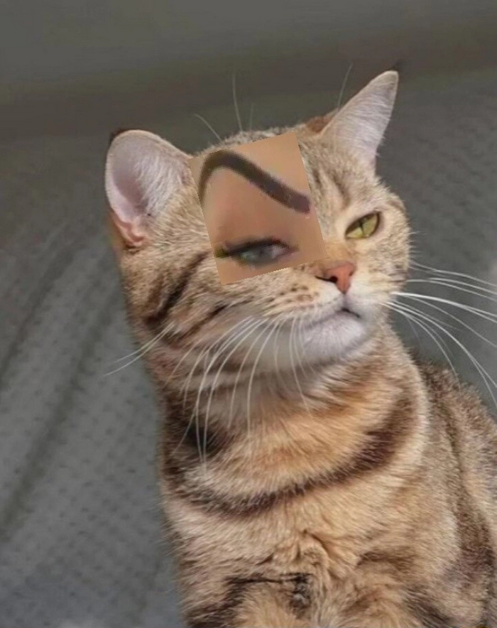 Ảnh meme mèo nhếch mép chế bá đạo