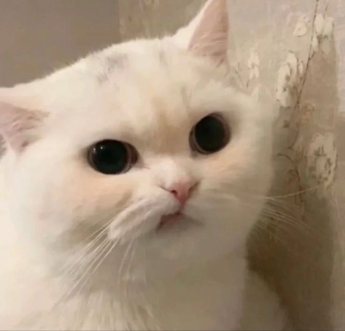 Ảnh meme mèo nhếch mép phong cách hài