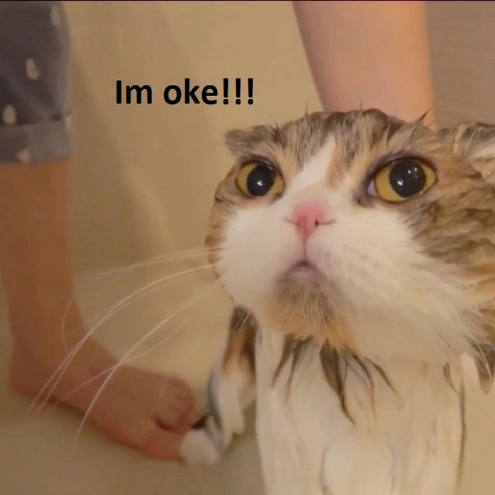 Ảnh meme mèo ok bá đạo