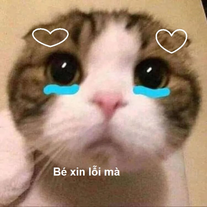 Ảnh meme mèo xin lỗi bá đạo