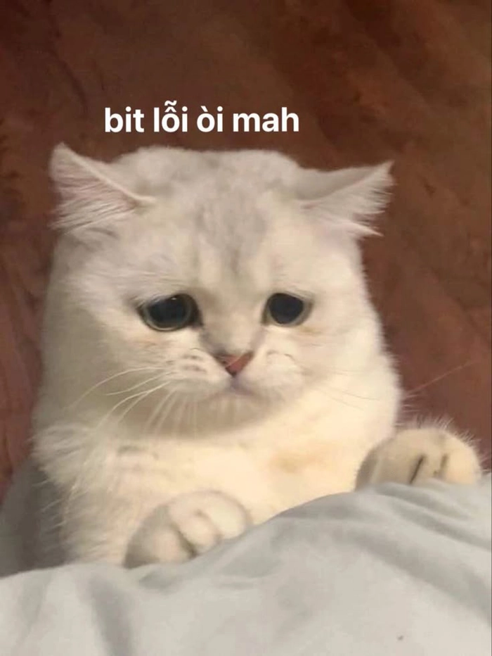 Ảnh meme mèo xin lỗi phong cách hài