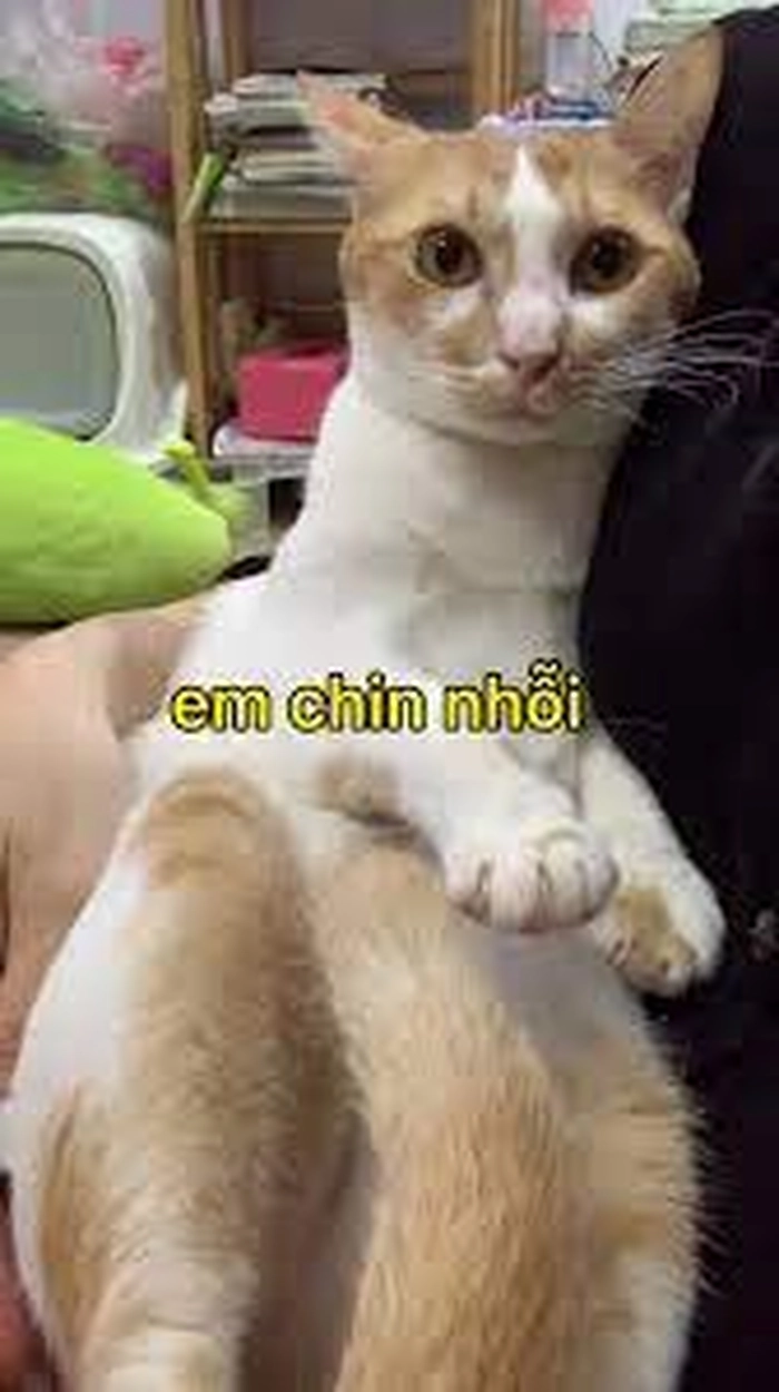 Ảnh meme mèo xin lỗi siêu lầy