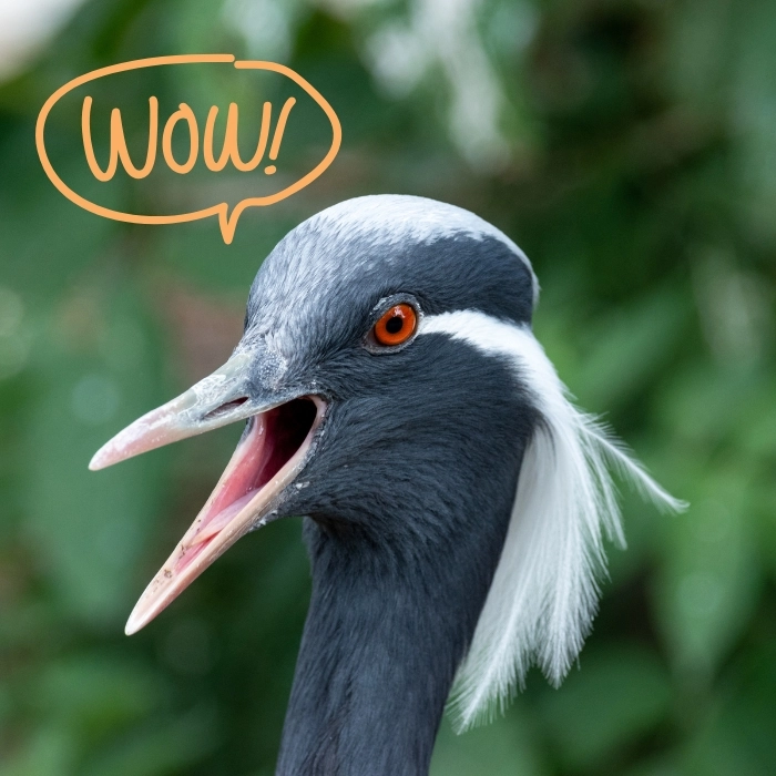 Ảnh meme wow gây sốt