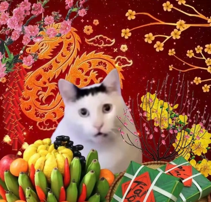 Ảnh mèo Tết meme hài