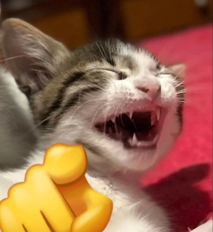 Ảnh mèo há mồm ngố