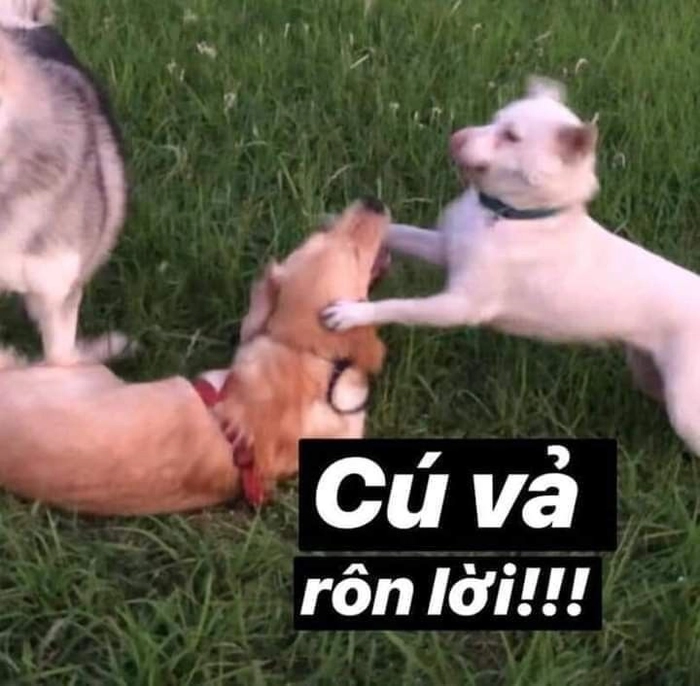 Chó meme cute