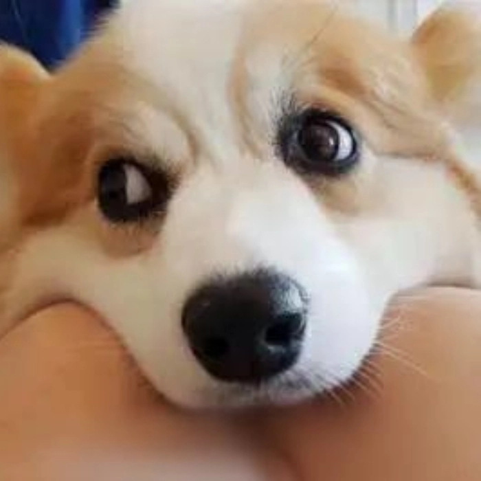 Động vật meme biểu cảm