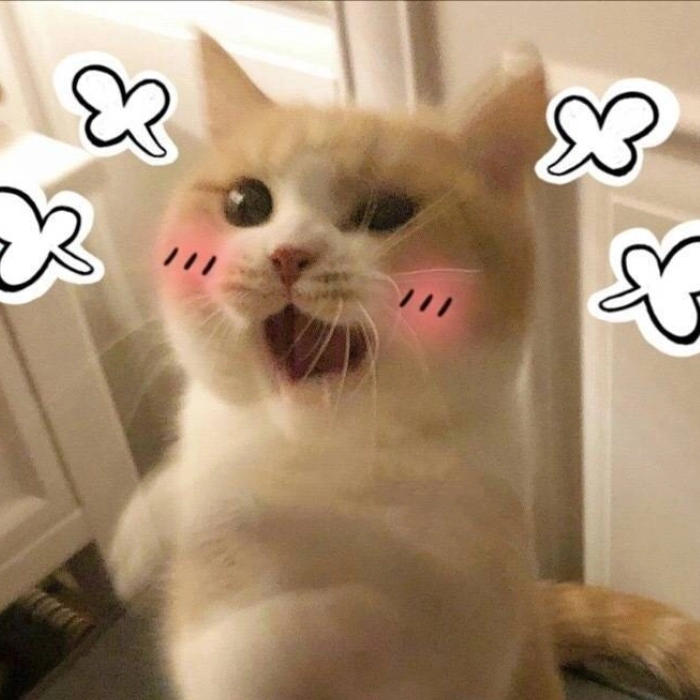 Hình ảnh meme động vật dễ thương