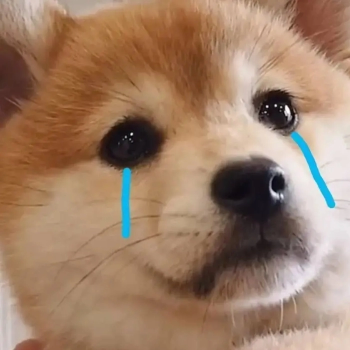 Hình ảnh meme động vật ngộ nghĩnh