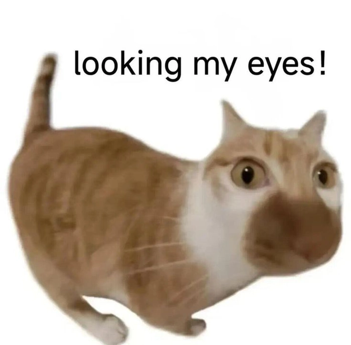 Hình ảnh meme mèo hài chế