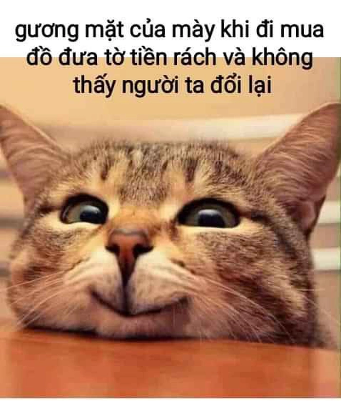 Hình ảnh meme mèo hài đầy muối