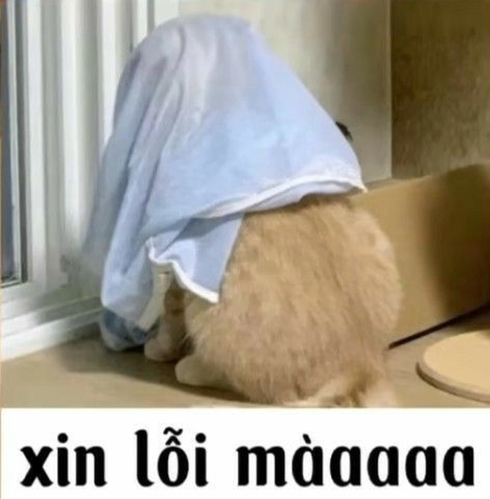 Hình ảnh mèo xin lỗi cực cảm xúc
