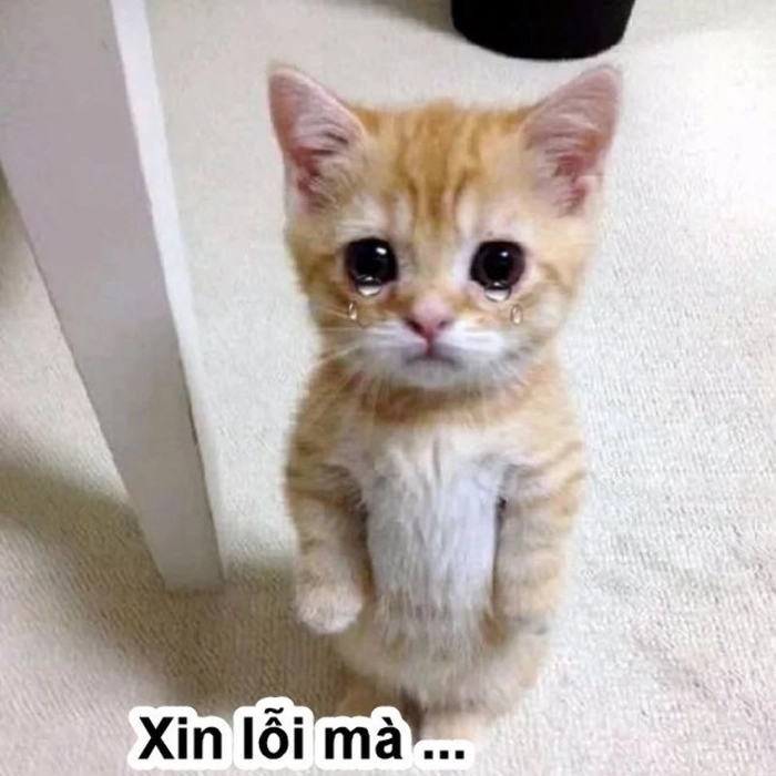 Hình ảnh mèo xin lỗi dễ thương quá