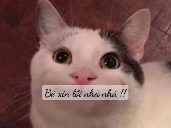 Hình ảnh mèo xin lỗi lầy lội