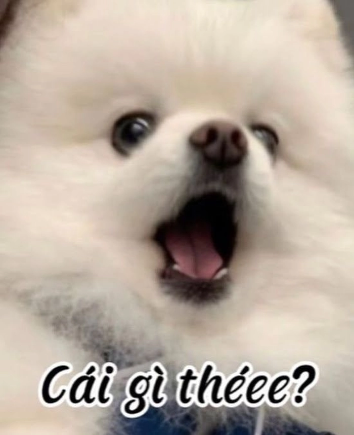 Hình meme chó cute