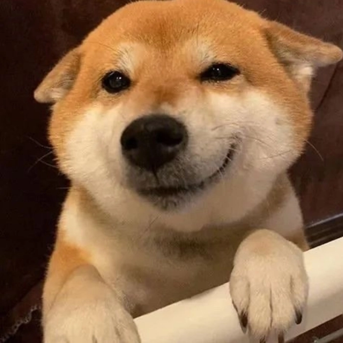 Hình meme động vật ngáo ngơ