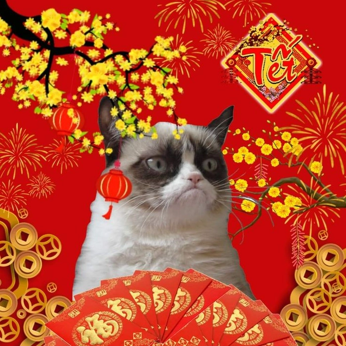Hình meme mèo Tết