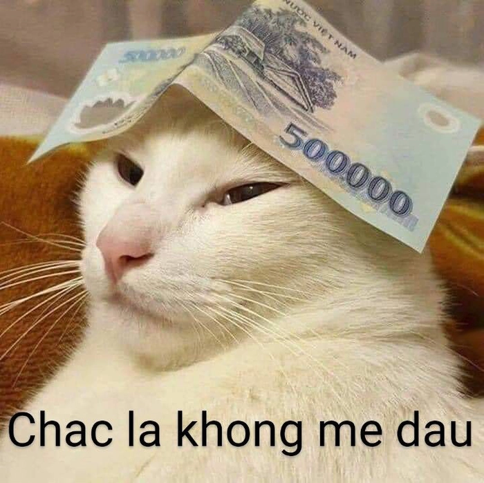 Hình meme mèo hài biểu cảm hài