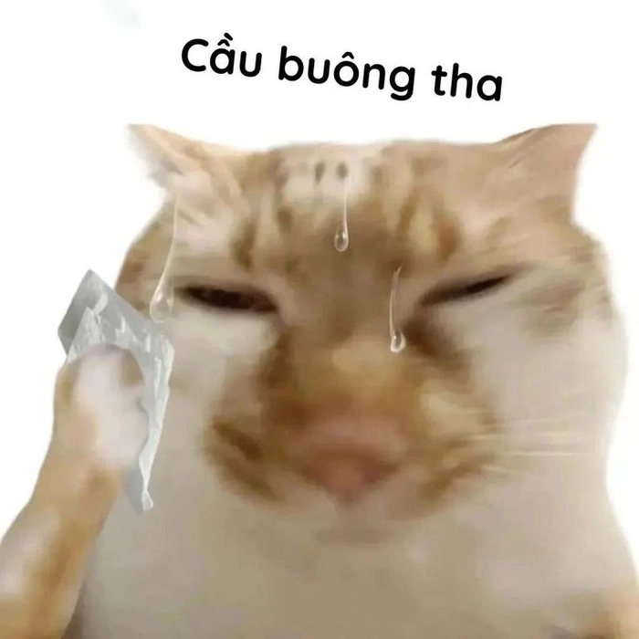 Hình meme mèo hài chế hài