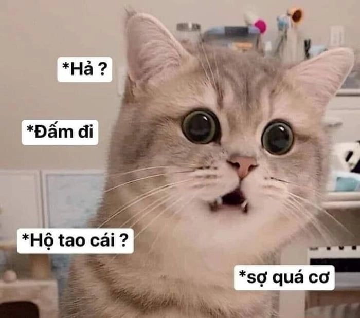 Hình meme mèo hài lầy lội