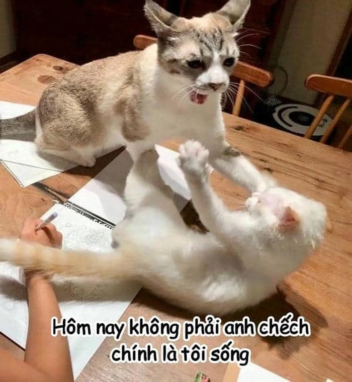 Meme 2 con mèo đánh nhau