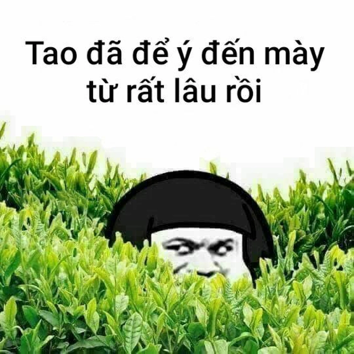 Meme Trung Quốc gấu trúc chất meme