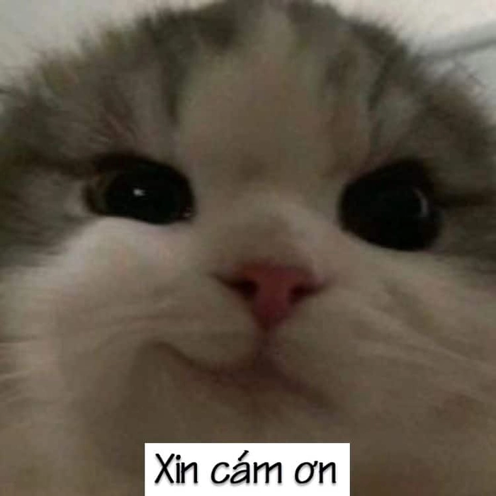 Meme cảm ơn mèo bá đạo
