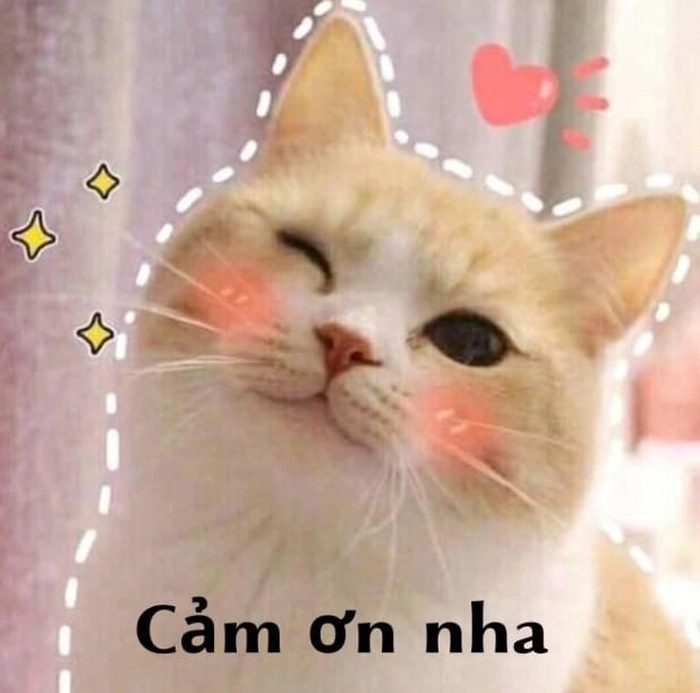 Meme cảm ơn mèo biểu cảm hài