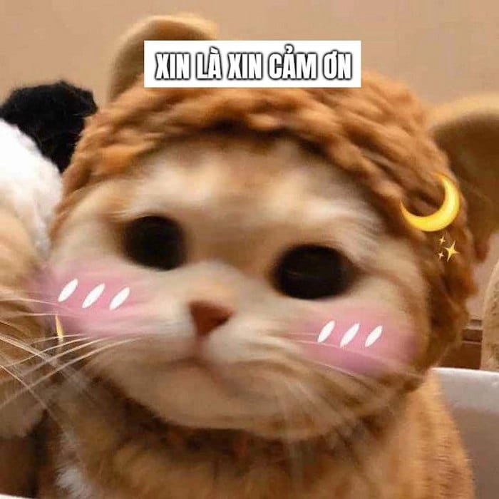 Meme cảm ơn mèo cực chất
