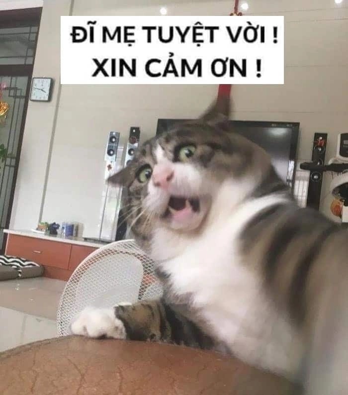 Meme cảm ơn mèo cực ngầu