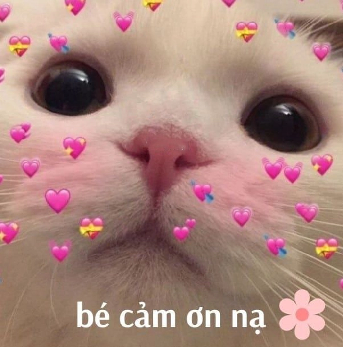 Meme cảm ơn mèo cười bể bụng