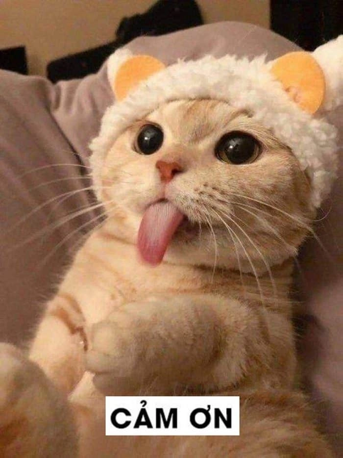 Meme cảm ơn mèo cute
