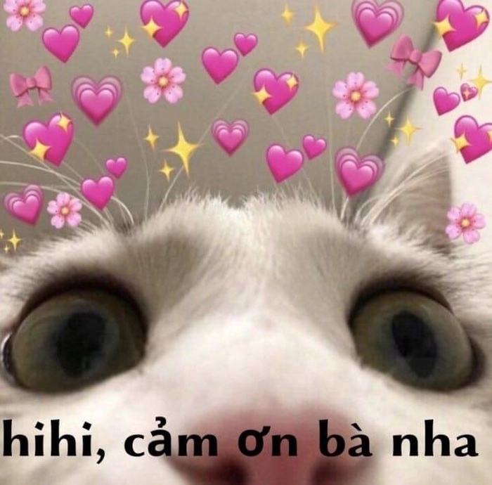 Meme cảm ơn mèo phong cách hài