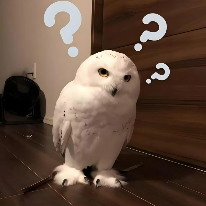 Meme chấm hỏi dùng trong comment bắt trend
