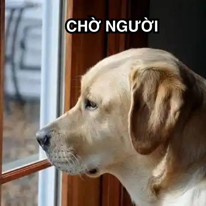 Meme chờ crush trả lời
