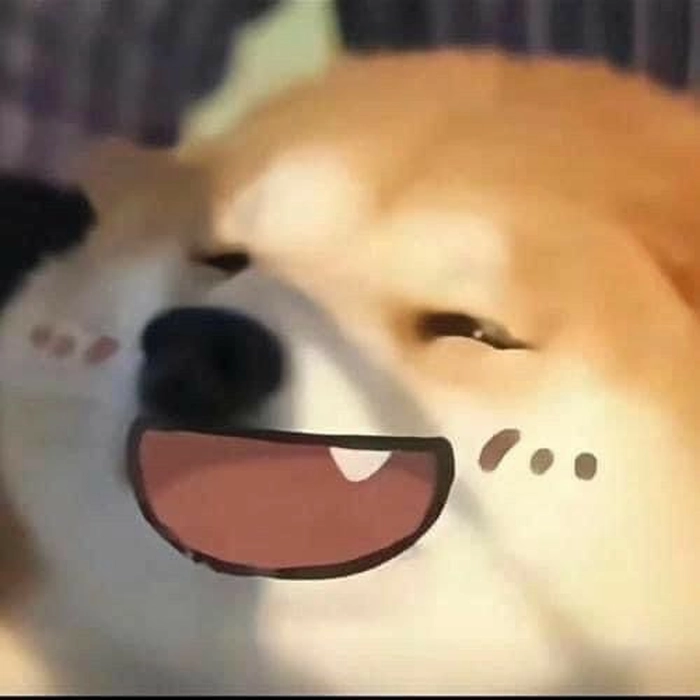 Meme chó cười cute