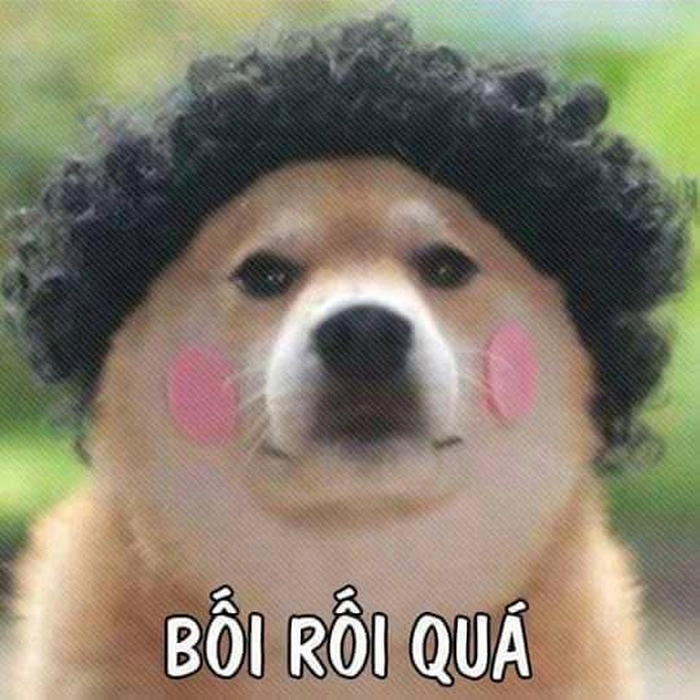 Meme chó cute bối rối