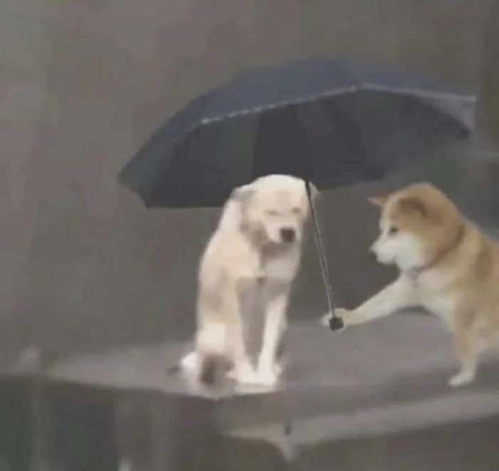 Meme chó cute che ô